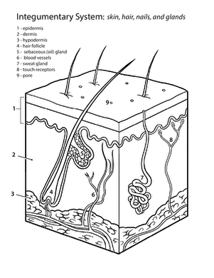 Inside-Out Anatomy: The Integumentary System | Worksheet ...
