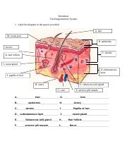 Integumentary WS Key.doc - Worksheet The Integumentary System 1
