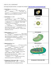 The Virtual Cell Worksheet MA 4.3 Answer Key.doc - The Virtual ...