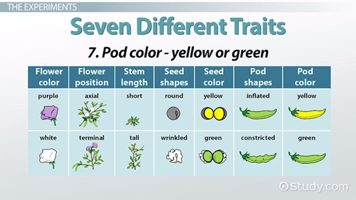 the work of gregor mendel worksheet answers