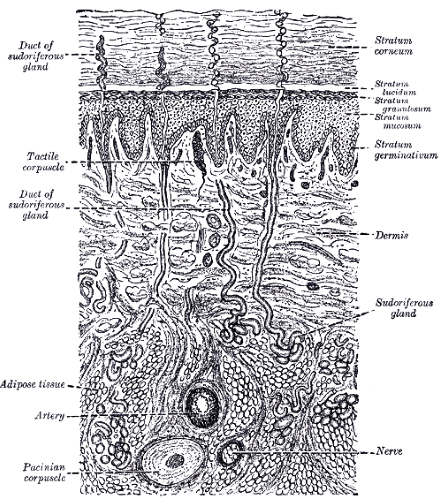 Quiz &  Worksheet - 4 Major Tissue Types | Study.com
