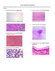 Tissue Identification Worksheet APHY 101.docx - Tissue ...