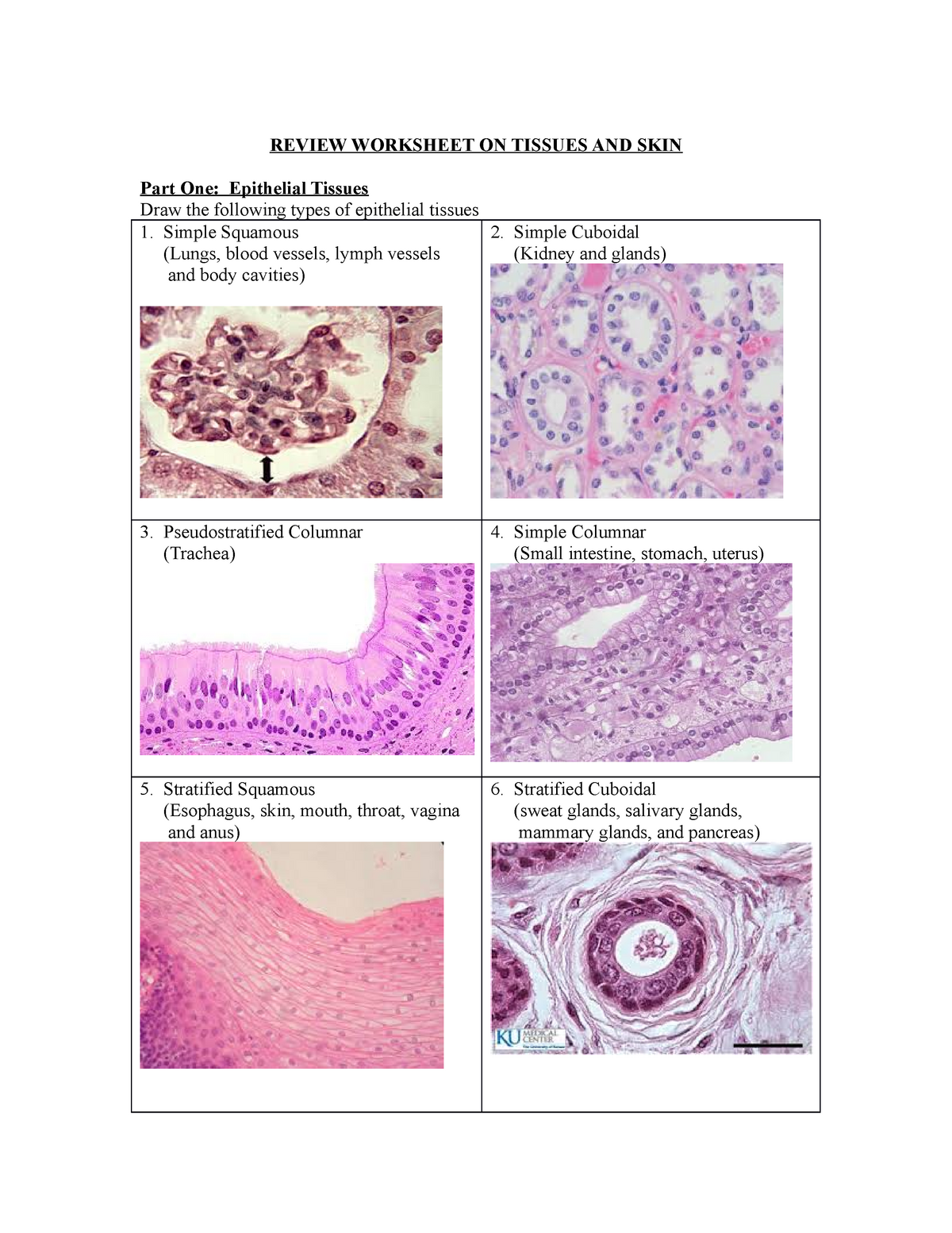 Review Worksheet ON Tissues AND Skinanswers - REVIEW WORKSHEET ON ...