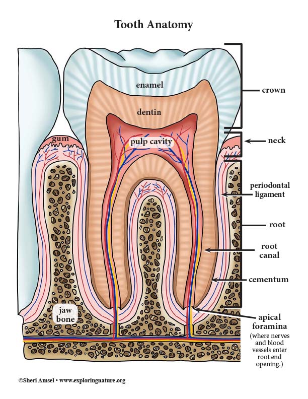 Tooth Diagram Images Browse 4 790 Stock Photos Vectors And Tooth Diagram Images Browse 4 790 Stock Photos Vectors And