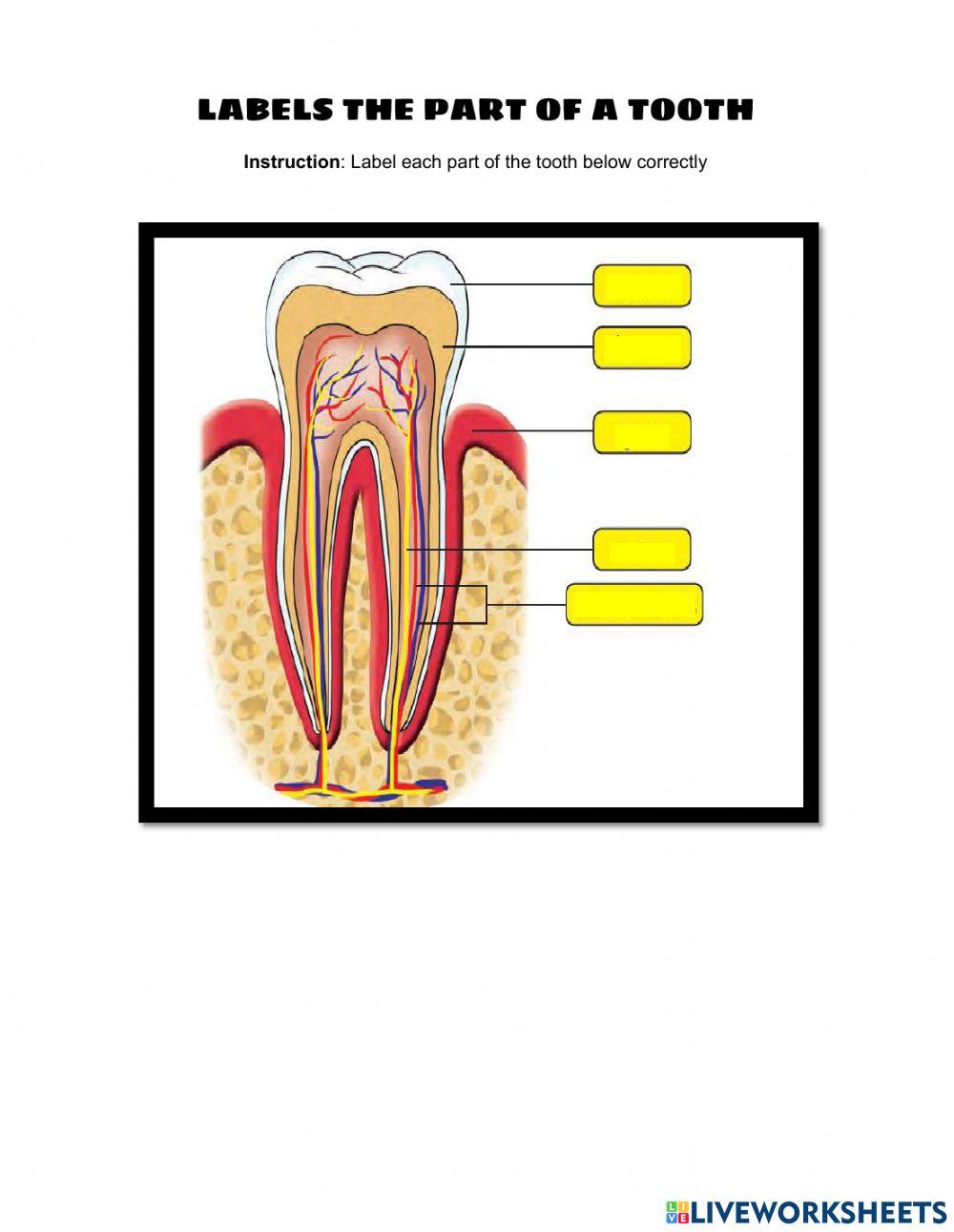 Teeth Labelling Worksheet