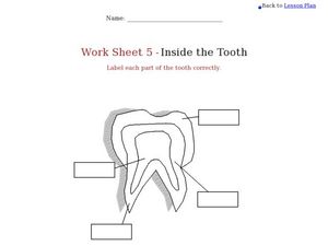 Health: Inside the Tooth Worksheet for 4th - 5th Grade | Lesson Planet