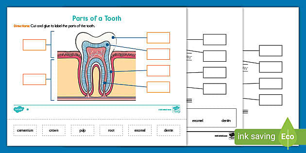 Parts of a Tooth Labeling Differentiated Activity for K-2nd Grade