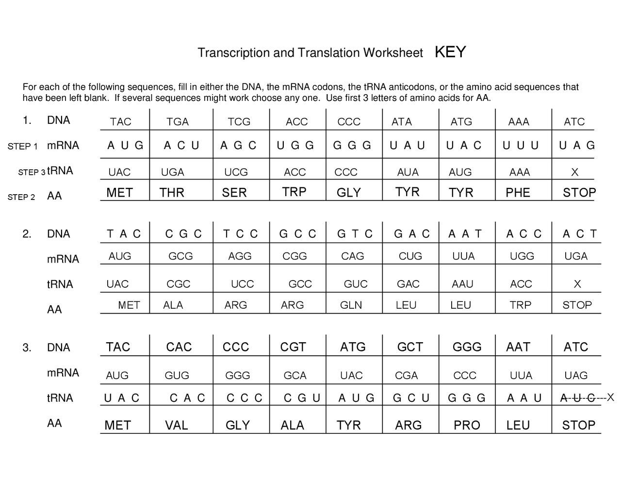transcription worksheet biology