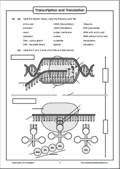 transcription worksheet biology