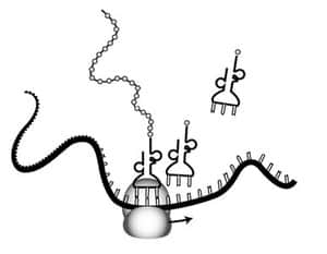 transcription worksheet biology
