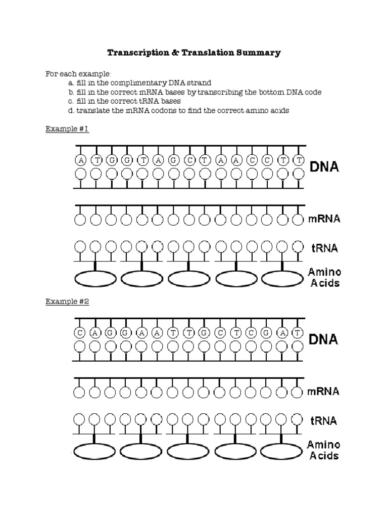 transcription worksheet biology