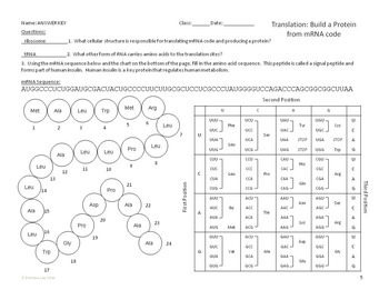 translation and transcription worksheet
