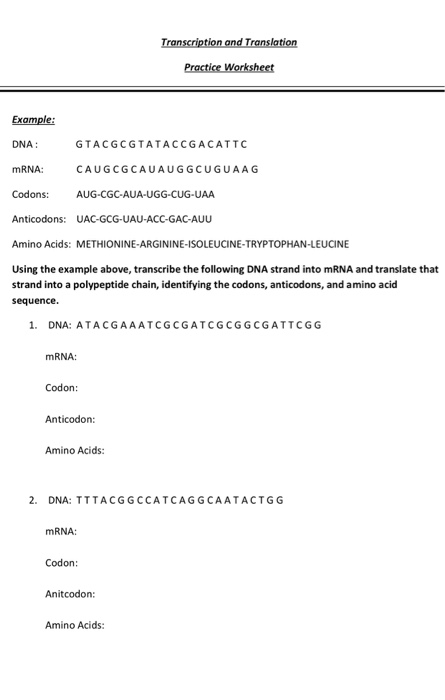 Solved Transcription and Translation Practice Worksheet | Chegg.com
