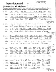 translation worksheet answers