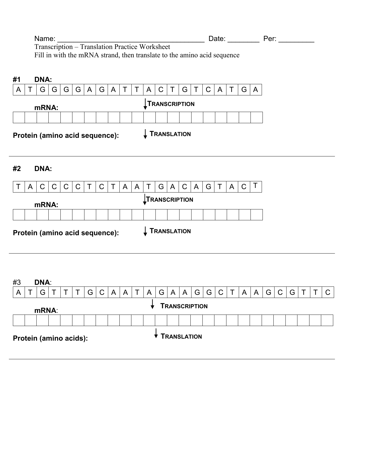 Transcription And Translation Summary Worksheets Answers