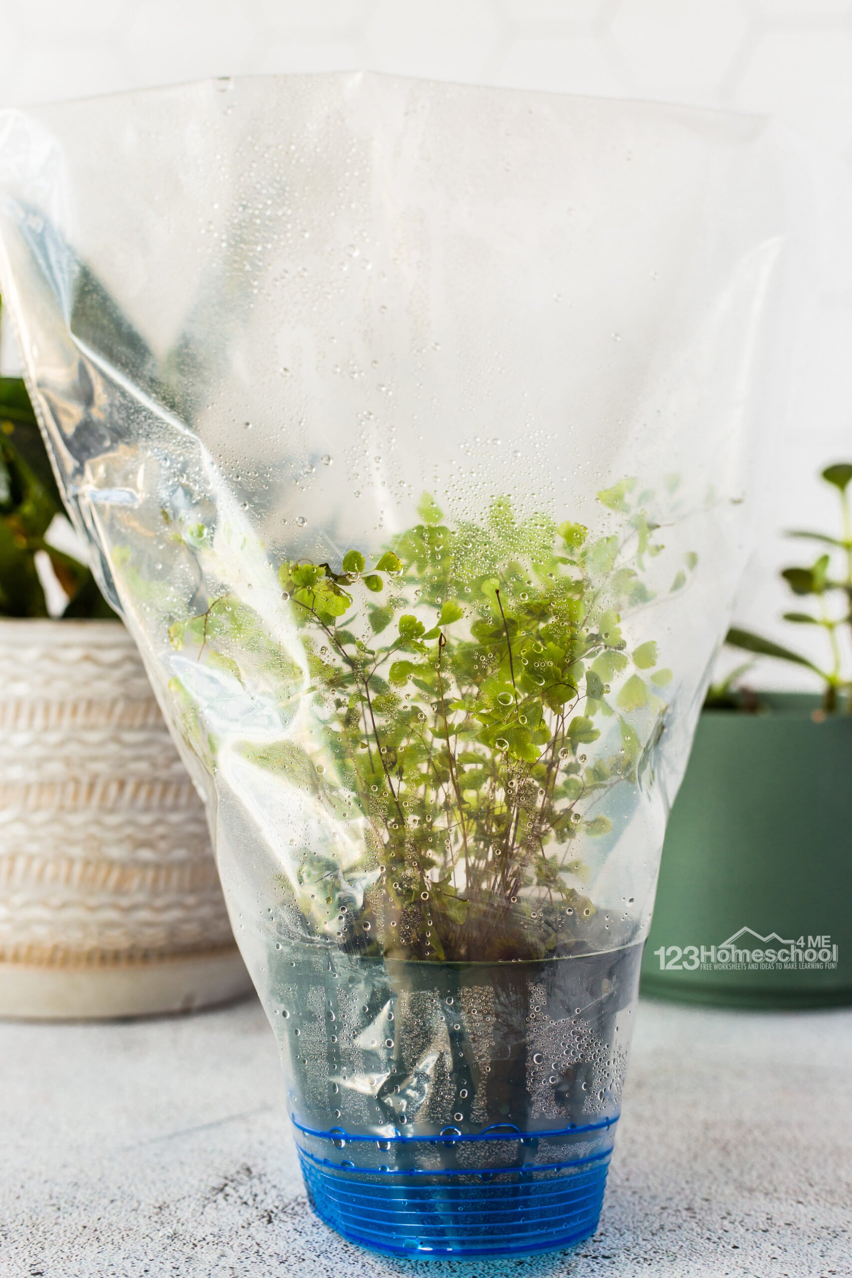 ? EASY Plants Transpiration Experiment for Kids with FREE Worksheet