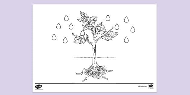FREE! - Transpiration Colouring Sheet (teacher made)