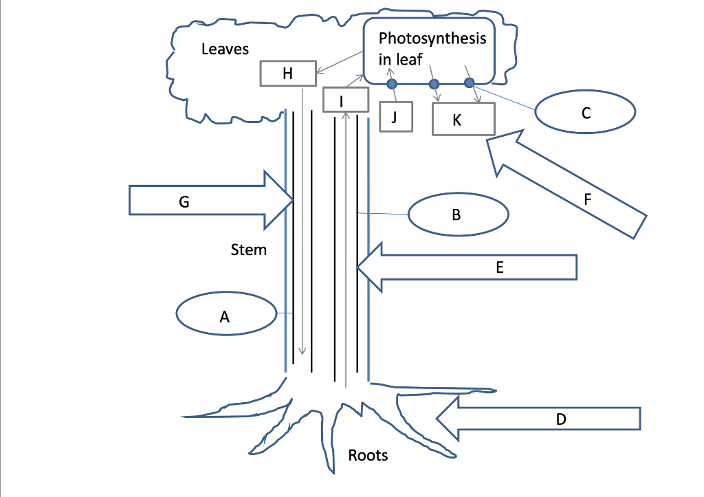 transport in plants worksheet answers