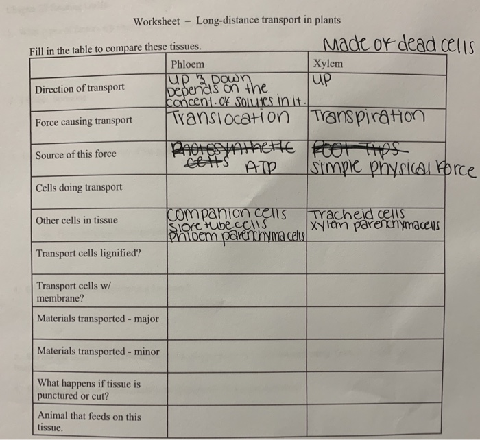 transport in plants worksheet answers
