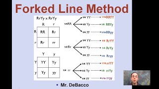trihybrid cross worksheet