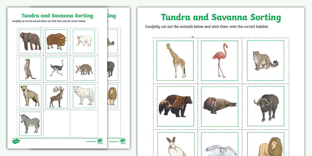 Tundra or Savanna Sorting Worksheet - KS2 (Lehrer gemacht)