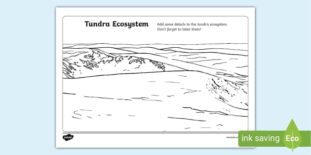 Draw the Tundra Ecosystem Worksheet (teacher made) - Twinkl