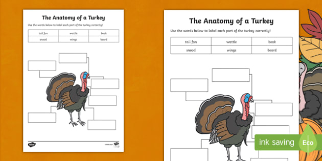 Anatomy of a Turkey Worksheet / Worksheet (teacher made)