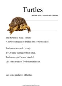 Turtles Worksheet - Homeschool Helper Online