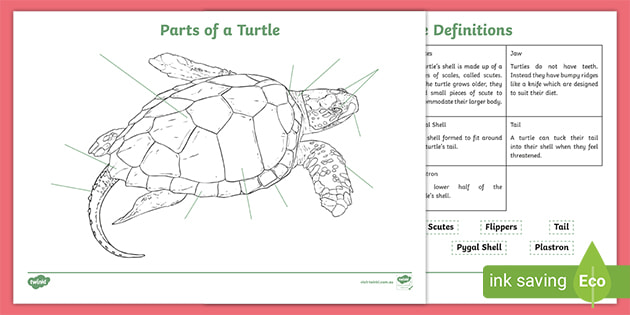 Parts of a Turtle Worksheet (teacher made) - Twinkl