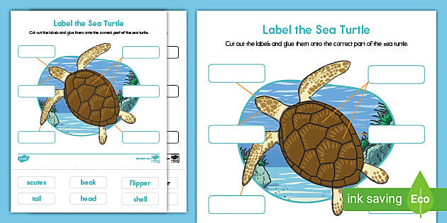 Label the Sea Turtle Worksheet for Kids | Twinkl USA