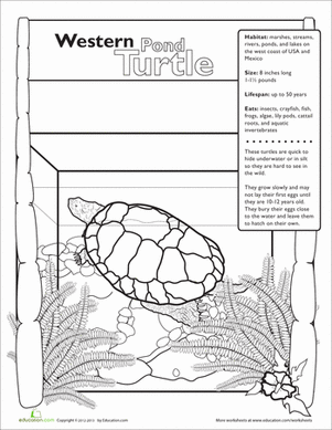 Western Pond Turtle | Worksheet 