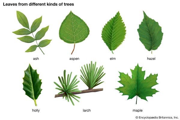 types of leaves worksheet