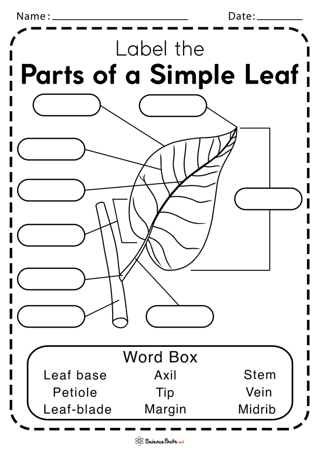 Parts of a Leaf Worksheets - Free Printable