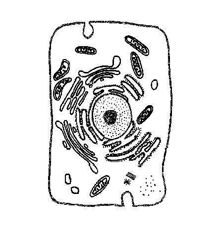 unlabeled animal cell worksheet