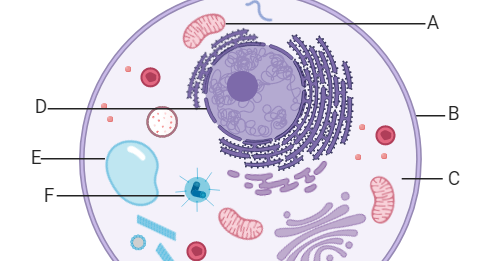 Plant and Animal Cells to Label