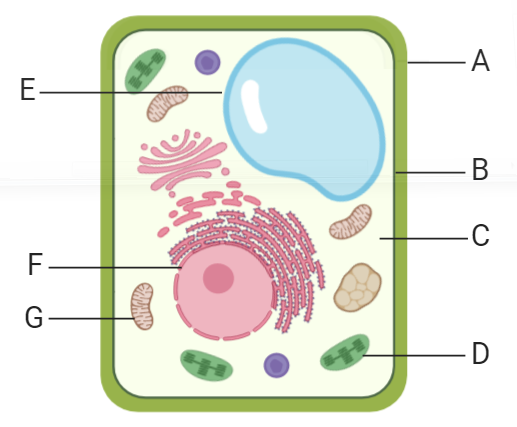 Plant and Animal Cells to Label