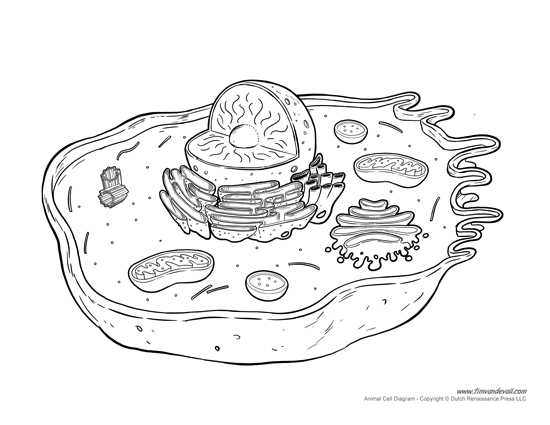 unlabeled animal cell worksheet