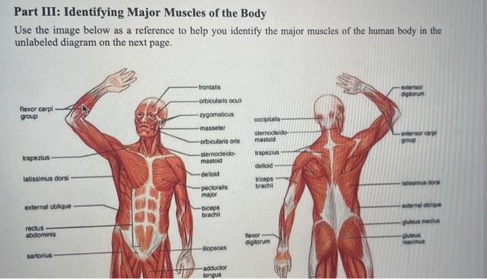 unlabeled muscle diagram worksheet