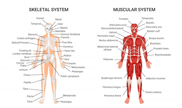 Muscular System Diagram Unlabeled Images - Free Download on Freepik