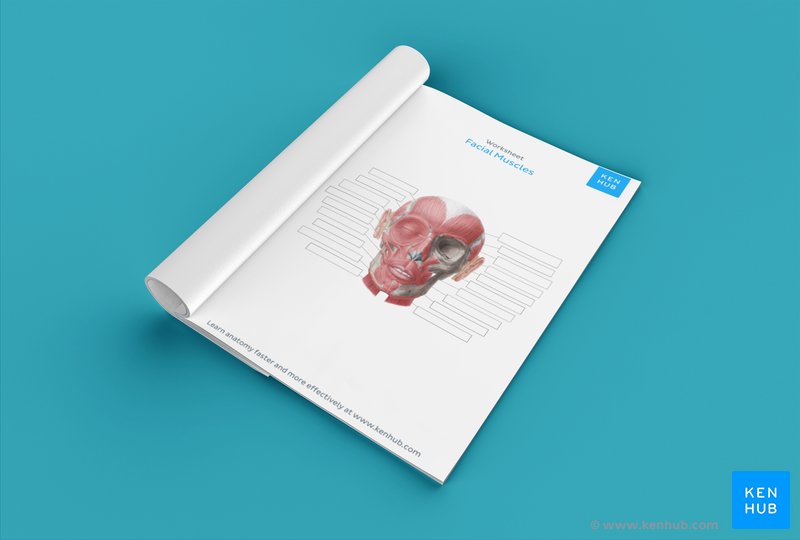 unlabeled muscle diagram worksheet