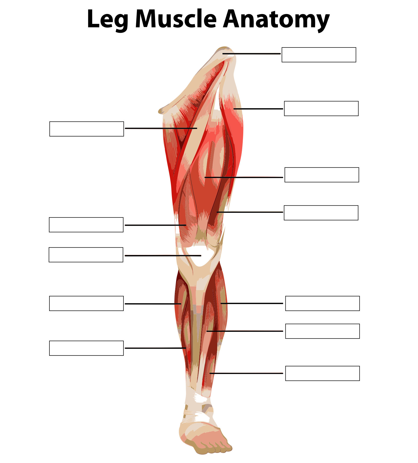 unlabeled muscle diagram worksheet