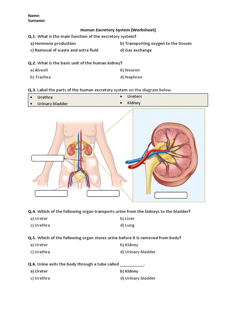Human Excretory System Worksheet | PDF | Kidney | Urinary System