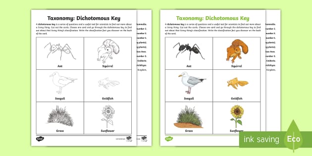 Taxonomy Dichotomous Key Activity for 3rd-5th Grade - Twinkl