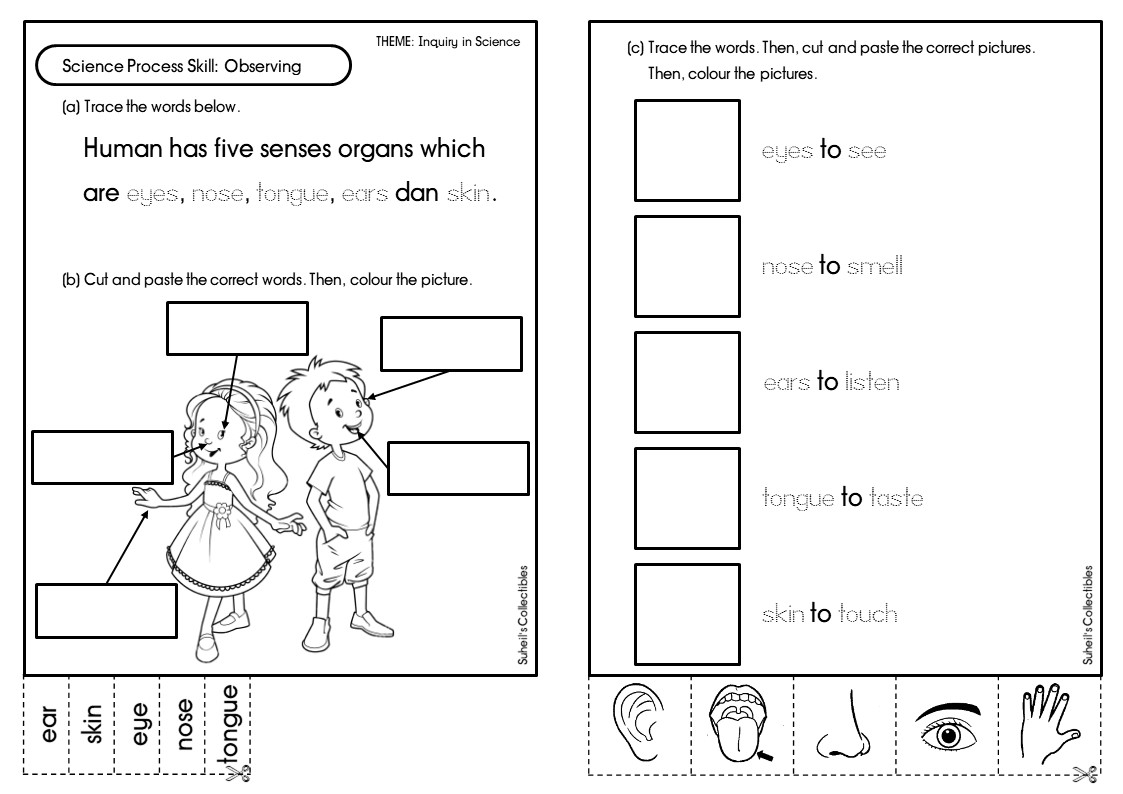 Science Year 1: Scientific Skills - Mr Suheils Collectibles