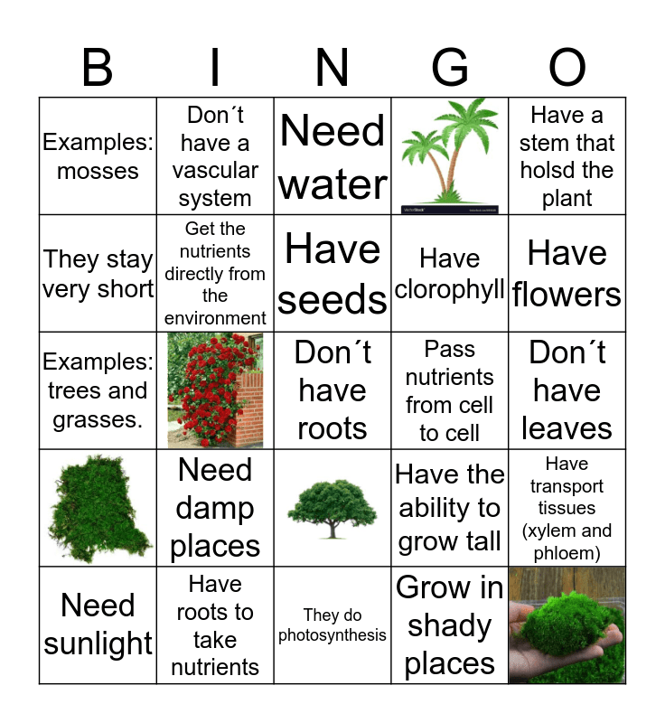 vascular vs nonvascular plants worksheet