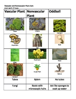 vascular vs nonvascular plants worksheet