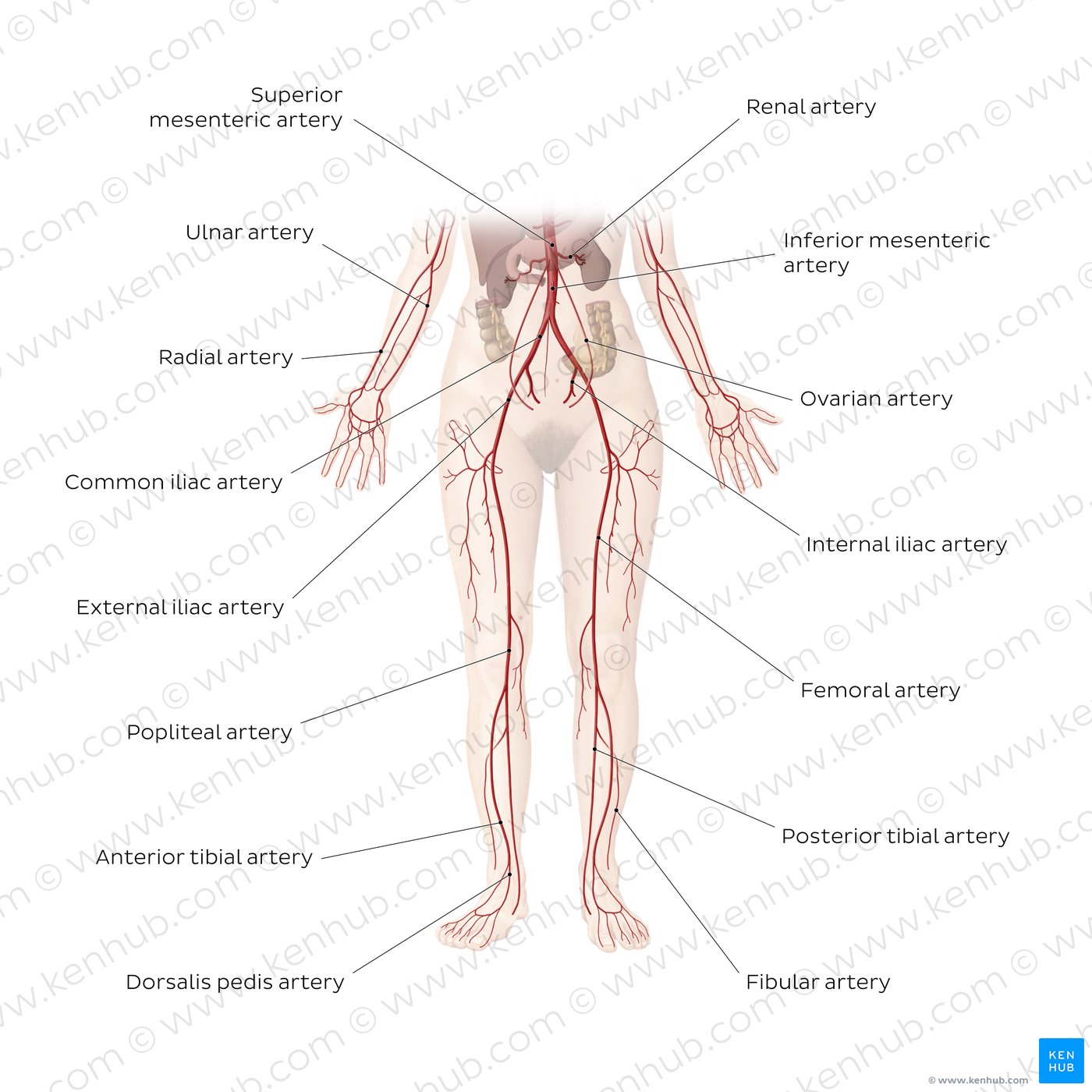 veins and arteries worksheet