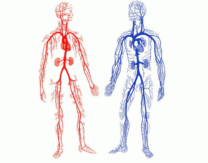 veins and arteries worksheet