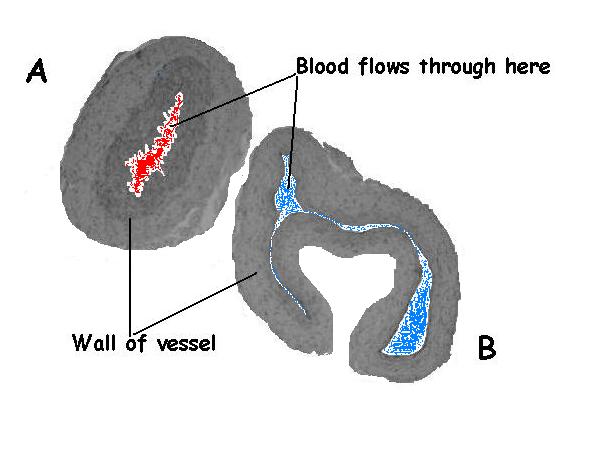veins and arteries worksheet
