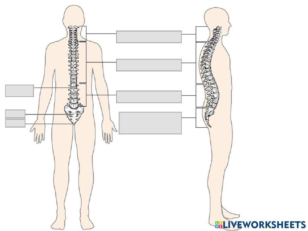 vertebrae worksheet for high school